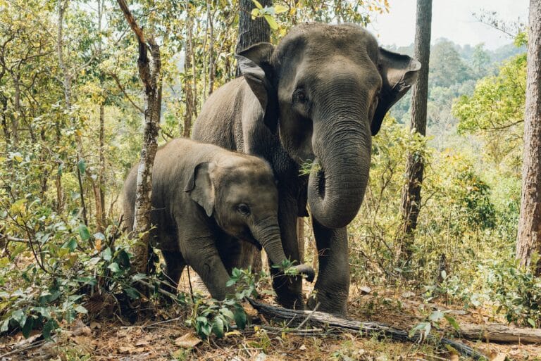 Elephant Orphanage